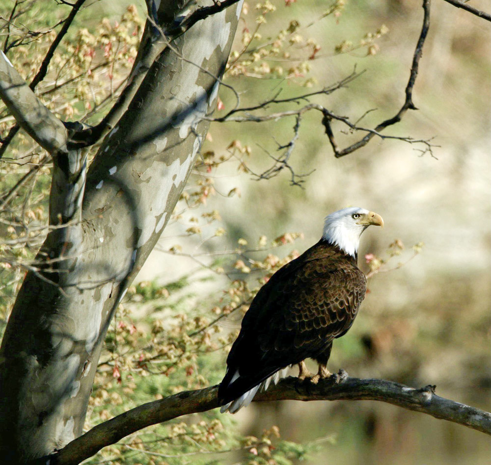 an eagle surveying the land during the fall