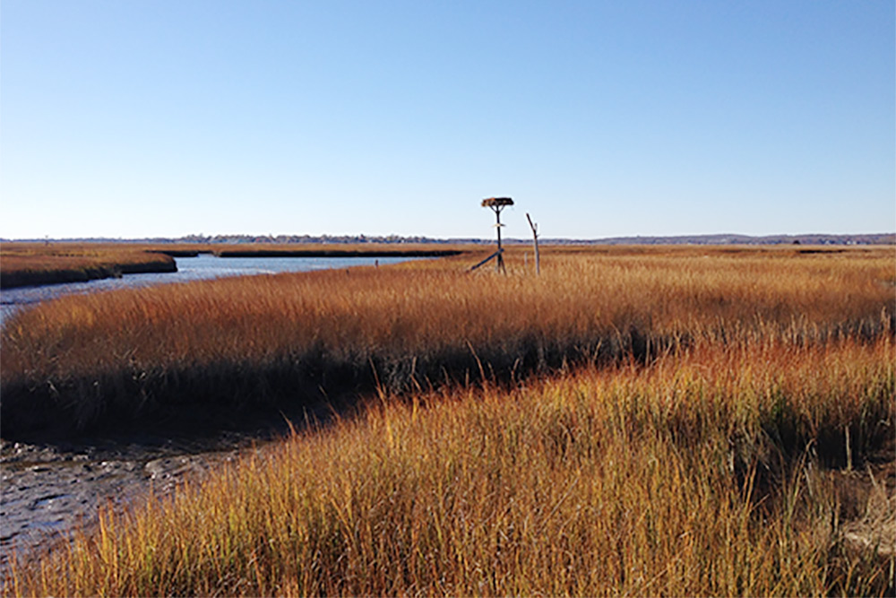 The salt marsh, creeks, and tidal flats
