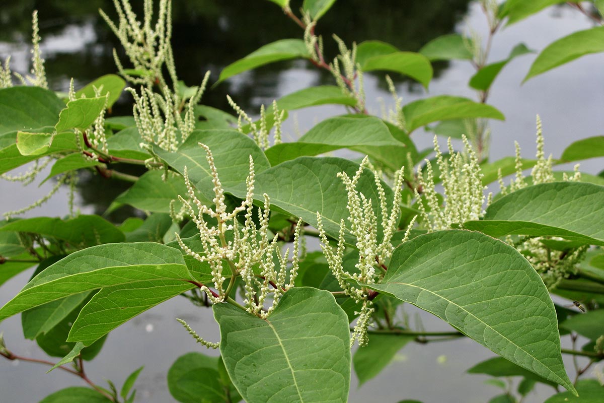 up-close with flowering knotweed