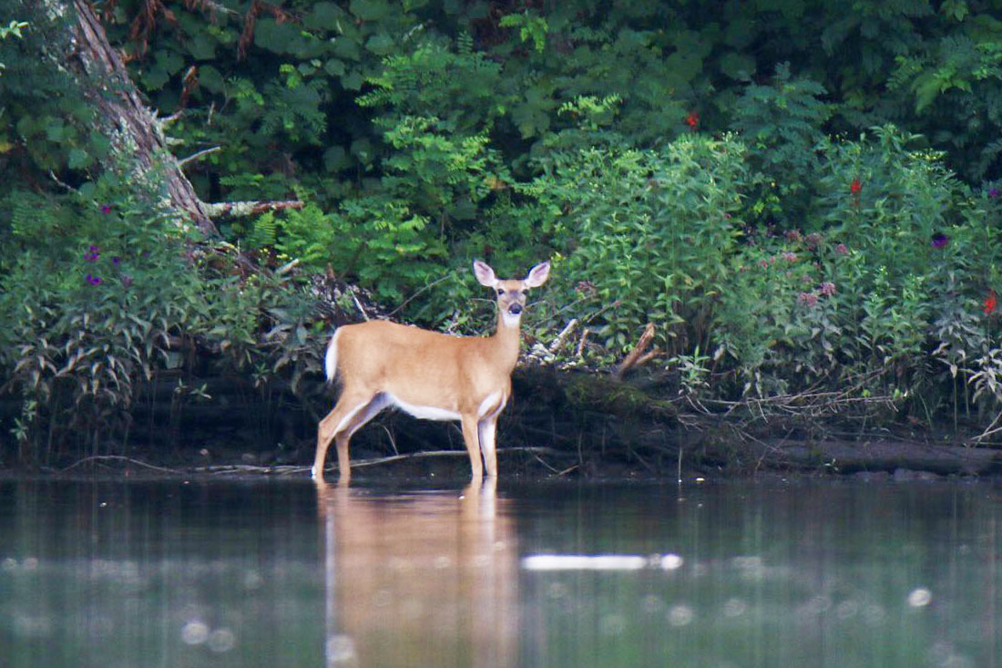 deer on river's edge with dark green foliage in background